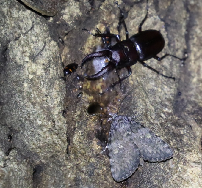 ノコギリクワガタ♂、キシタバ_凄いコナラ_2023年5月30日20時45分 気温19.9度